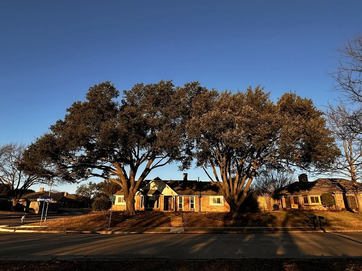 Established residential canopy tree shading a home in Gridley